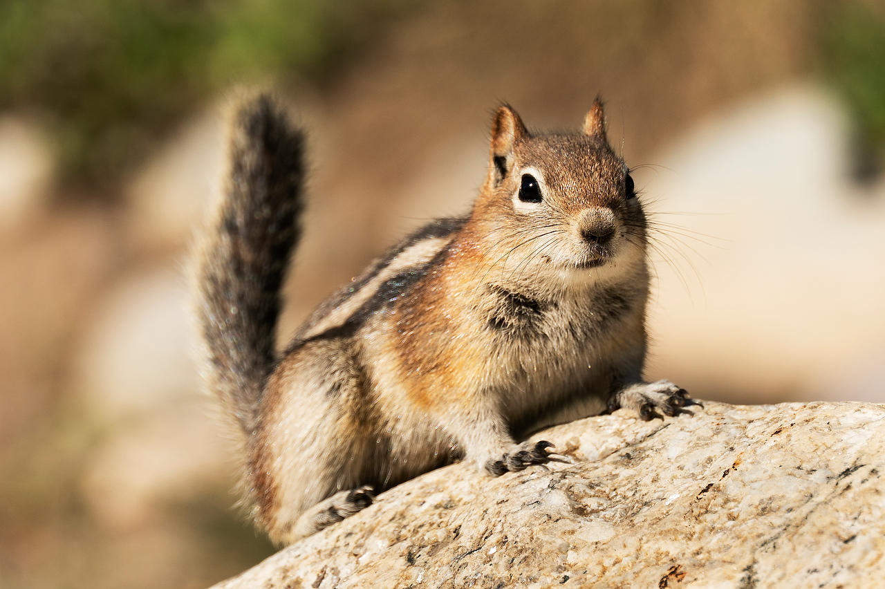 Wyoming Chipmunk 
052625-634 : Wyoming : Will Dickey Florida Fine Art Nature and Wildlife Photography - Images of Florida's First Coast - Nature and Landscape Photographs of Jacksonville, St. Augustine, Florida nature preserves