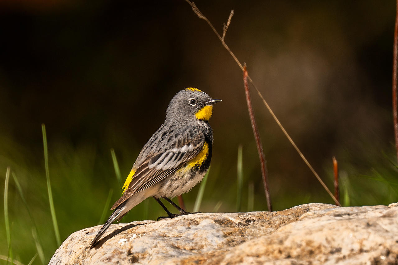 Yellow Rumped Warbler 052625-668 : Wyoming : Will Dickey Florida Fine Art Nature and Wildlife Photography - Images of Florida's First Coast - Nature and Landscape Photographs of Jacksonville, St. Augustine, Florida nature preserves