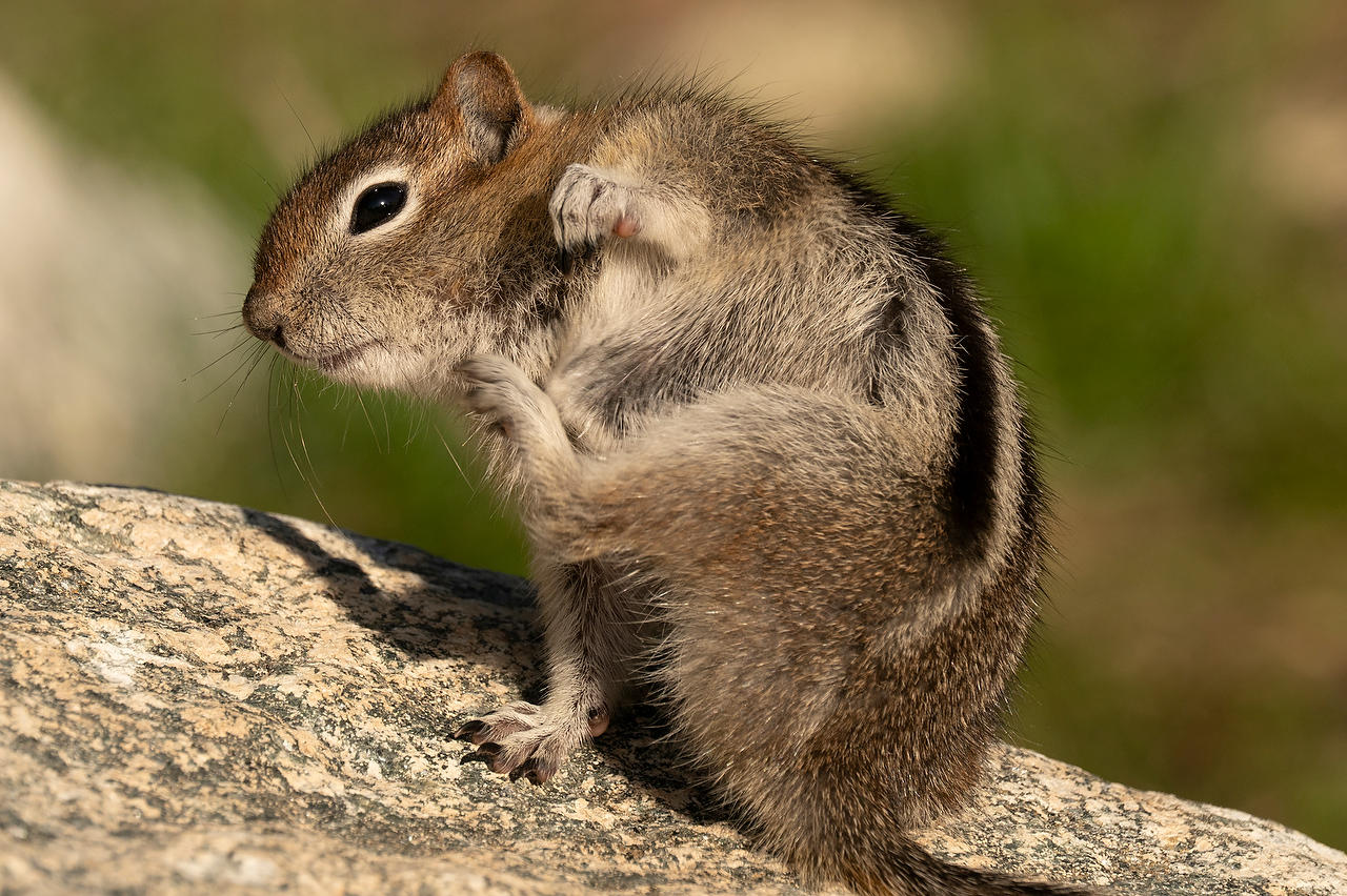Chipmunk Scratching 
052625-546 : Wyoming : Will Dickey Florida Fine Art Nature and Wildlife Photography - Images of Florida's First Coast - Nature and Landscape Photographs of Jacksonville, St. Augustine, Florida nature preserves