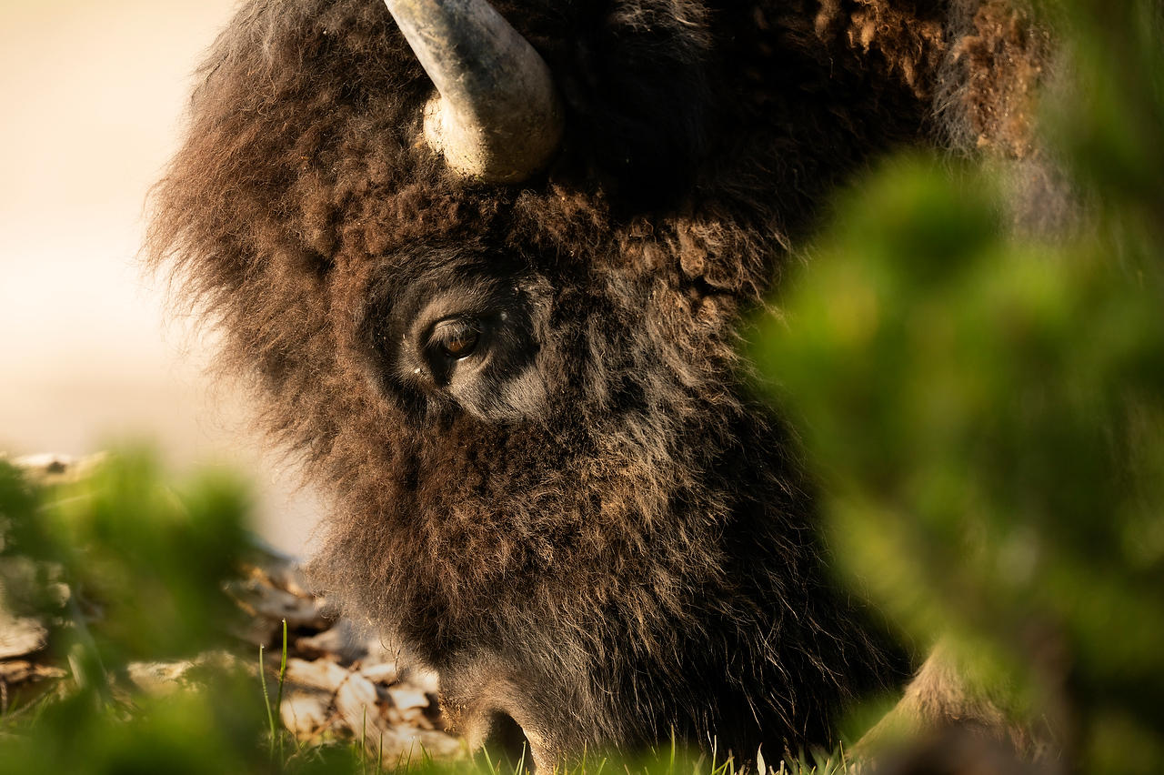 Yellowstone Bison Eye 
052725-58 : Wyoming : Will Dickey Florida Fine Art Nature and Wildlife Photography - Images of Florida's First Coast - Nature and Landscape Photographs of Jacksonville, St. Augustine, Florida nature preserves