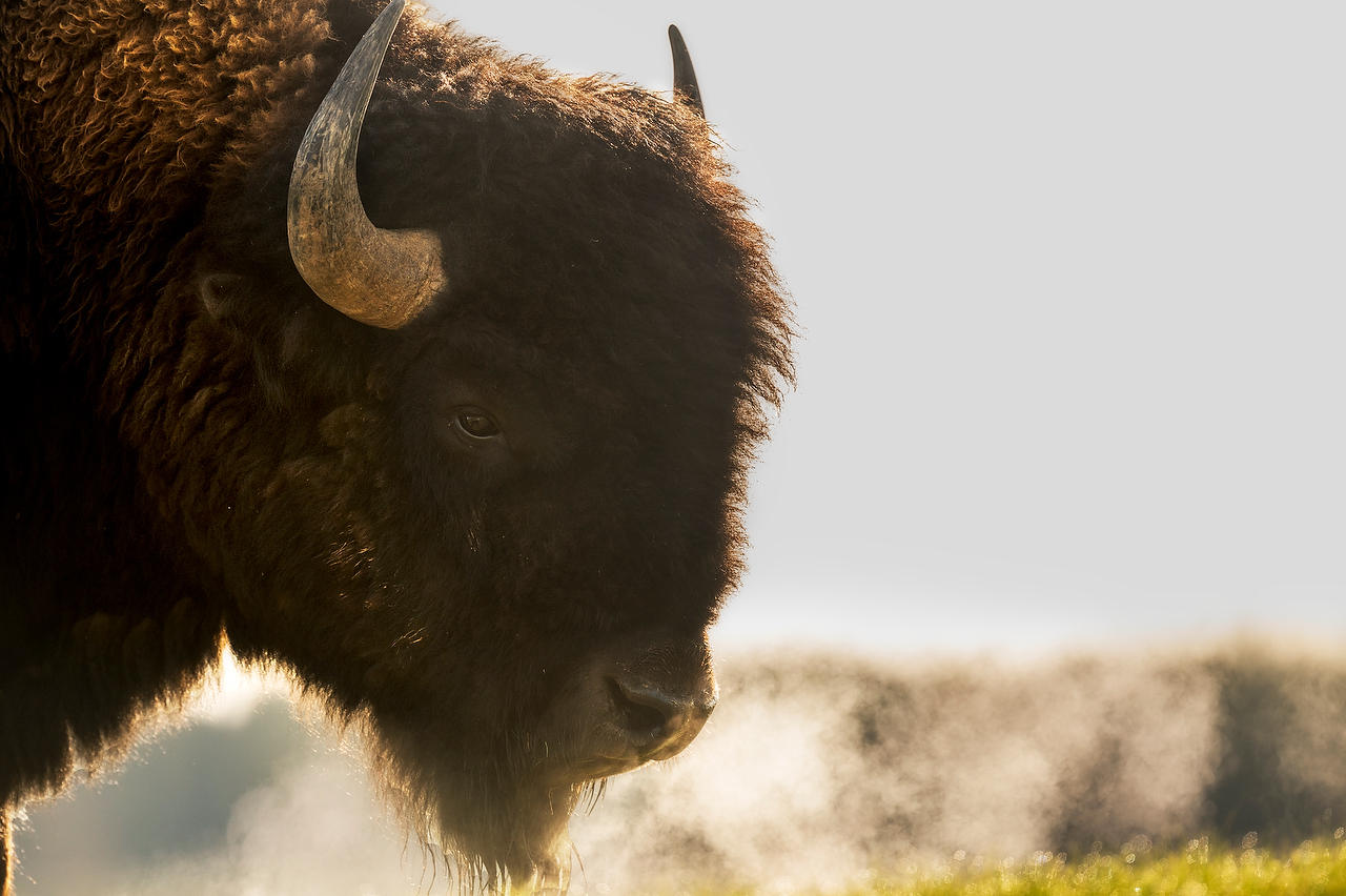 Bison Frosty Breath 
052725-442 : Wyoming : Will Dickey Florida Fine Art Nature and Wildlife Photography - Images of Florida's First Coast - Nature and Landscape Photographs of Jacksonville, St. Augustine, Florida nature preserves