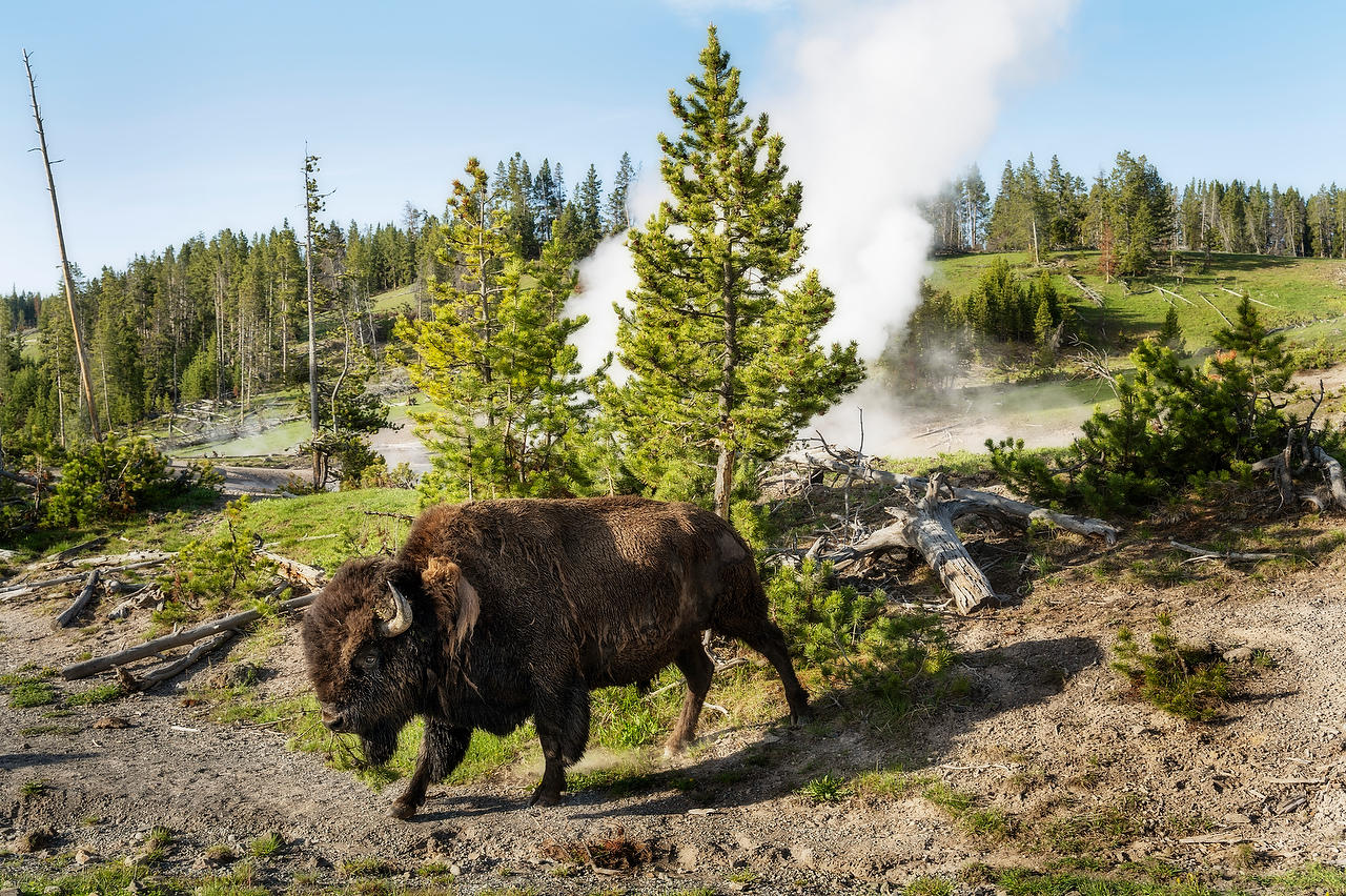 Bison Hot Springs 
052725-301 : Wyoming : Will Dickey Florida Fine Art Nature and Wildlife Photography - Images of Florida's First Coast - Nature and Landscape Photographs of Jacksonville, St. Augustine, Florida nature preserves