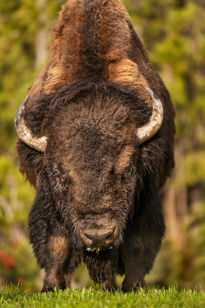 Yellowstone Bison Stare 052725-152 : Wyoming : Will Dickey Florida Fine Art Nature and Wildlife Photography - Images of Florida's First Coast - Nature and Landscape Photographs of Jacksonville, St. Augustine, Florida nature preserves