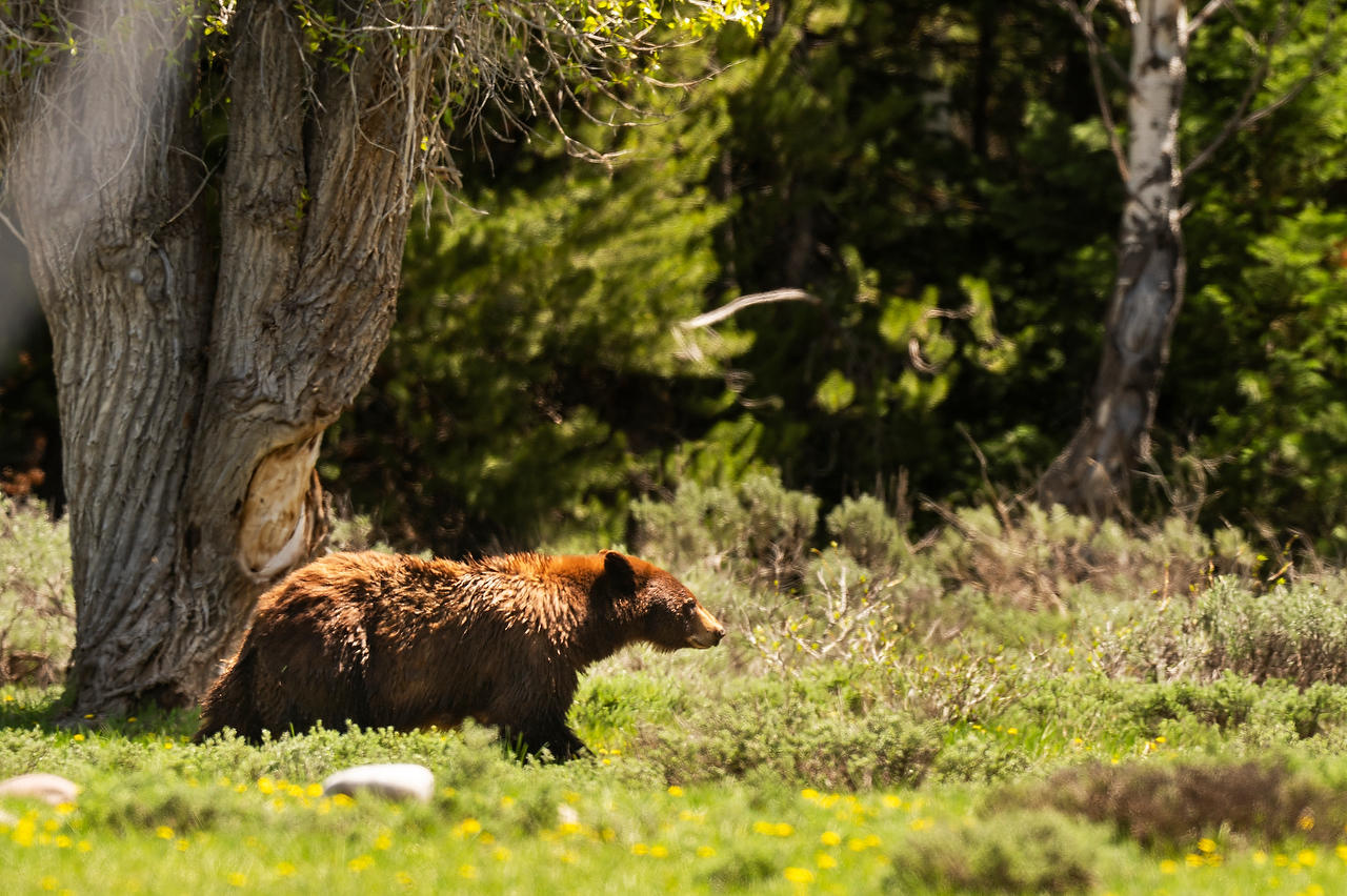 Wyoming Cinnamon Bear 
052625-696 : Wyoming : Will Dickey Florida Fine Art Nature and Wildlife Photography - Images of Florida's First Coast - Nature and Landscape Photographs of Jacksonville, St. Augustine, Florida nature preserves