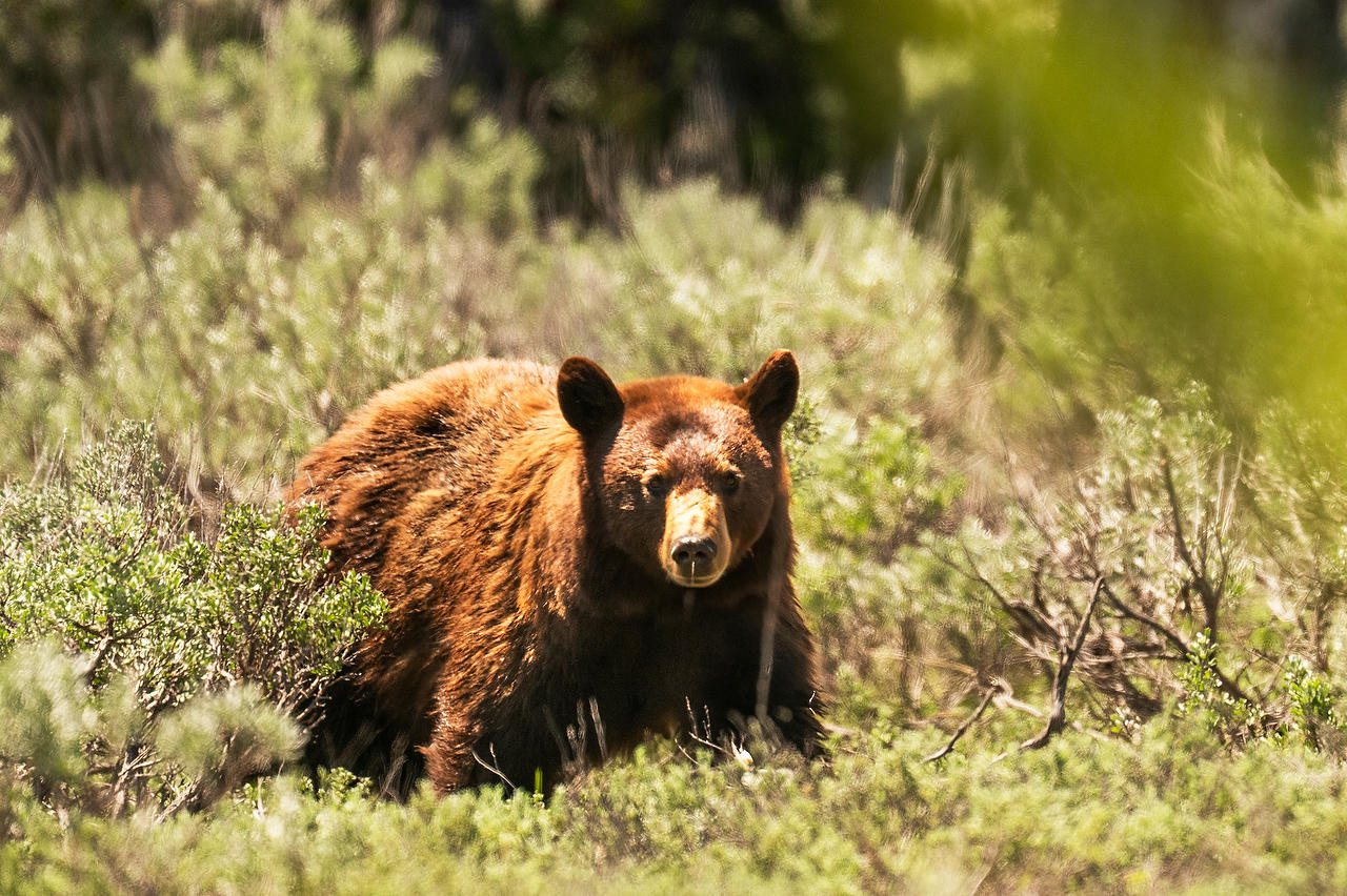 Wyoming Cinnamon Bear 
052625-773 : Wyoming : Will Dickey Florida Fine Art Nature and Wildlife Photography - Images of Florida's First Coast - Nature and Landscape Photographs of Jacksonville, St. Augustine, Florida nature preserves