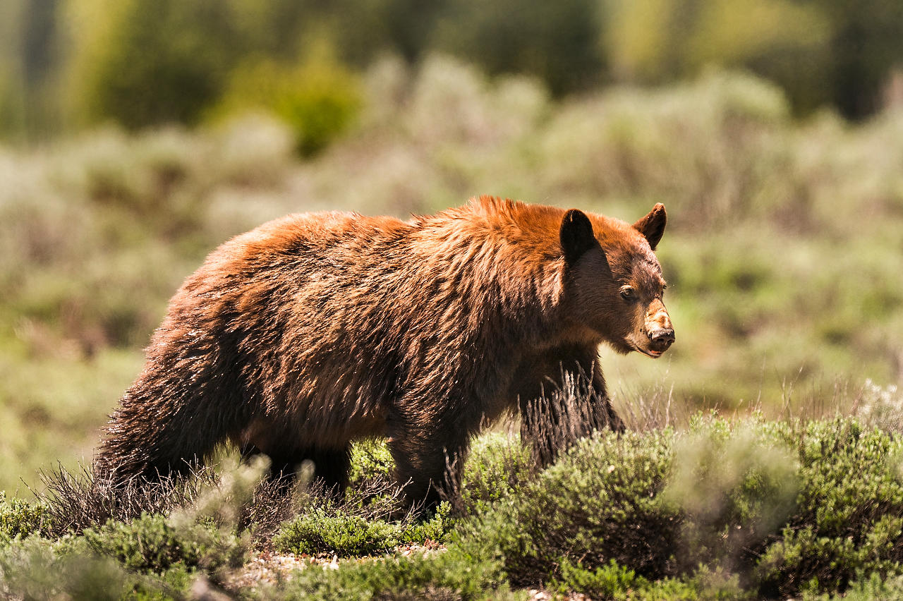 Wyoming Cinnamon Bear 052625-805 : Wyoming : Will Dickey Florida Fine Art Nature and Wildlife Photography - Images of Florida's First Coast - Nature and Landscape Photographs of Jacksonville, St. Augustine, Florida nature preserves