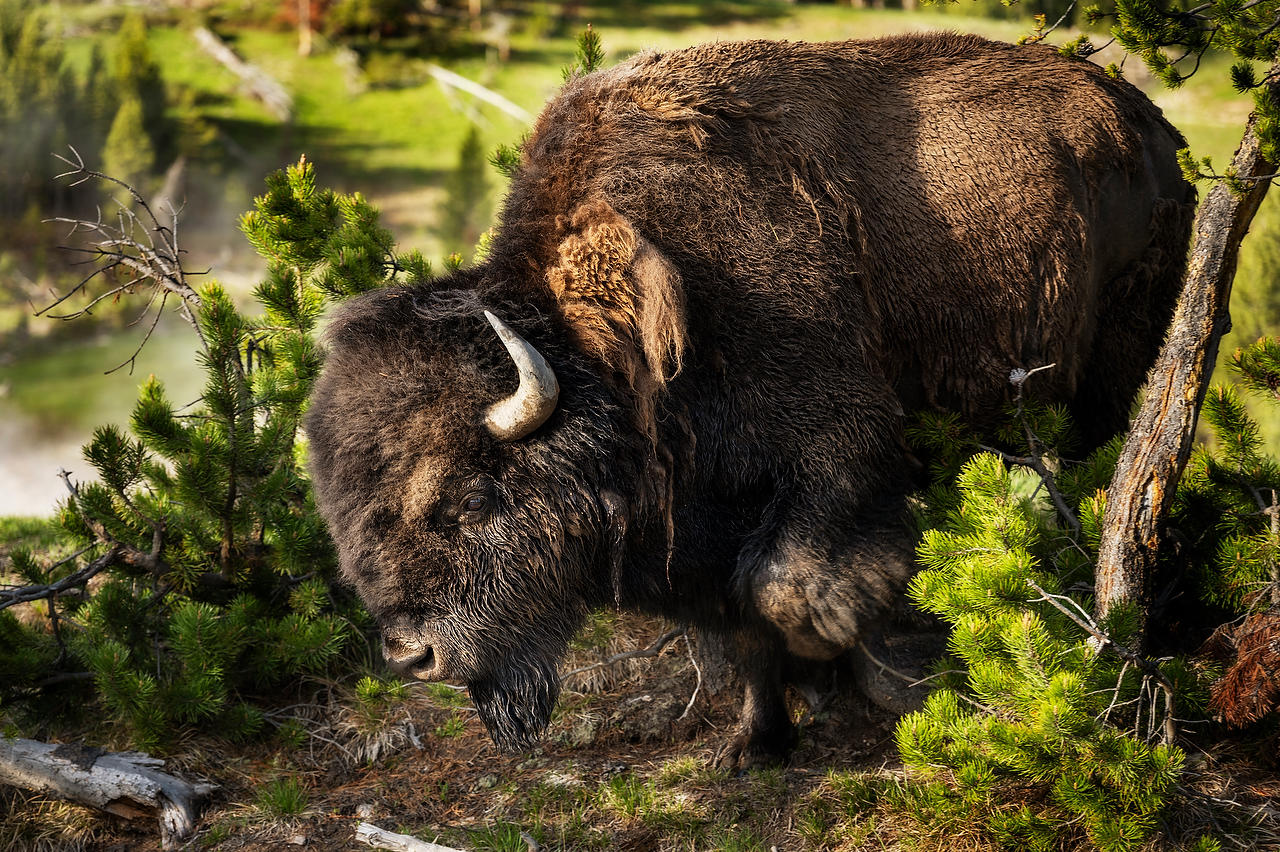 Yellowstone Bison 
052725-68 : Wyoming : Will Dickey Florida Fine Art Nature and Wildlife Photography - Images of Florida's First Coast - Nature and Landscape Photographs of Jacksonville, St. Augustine, Florida nature preserves