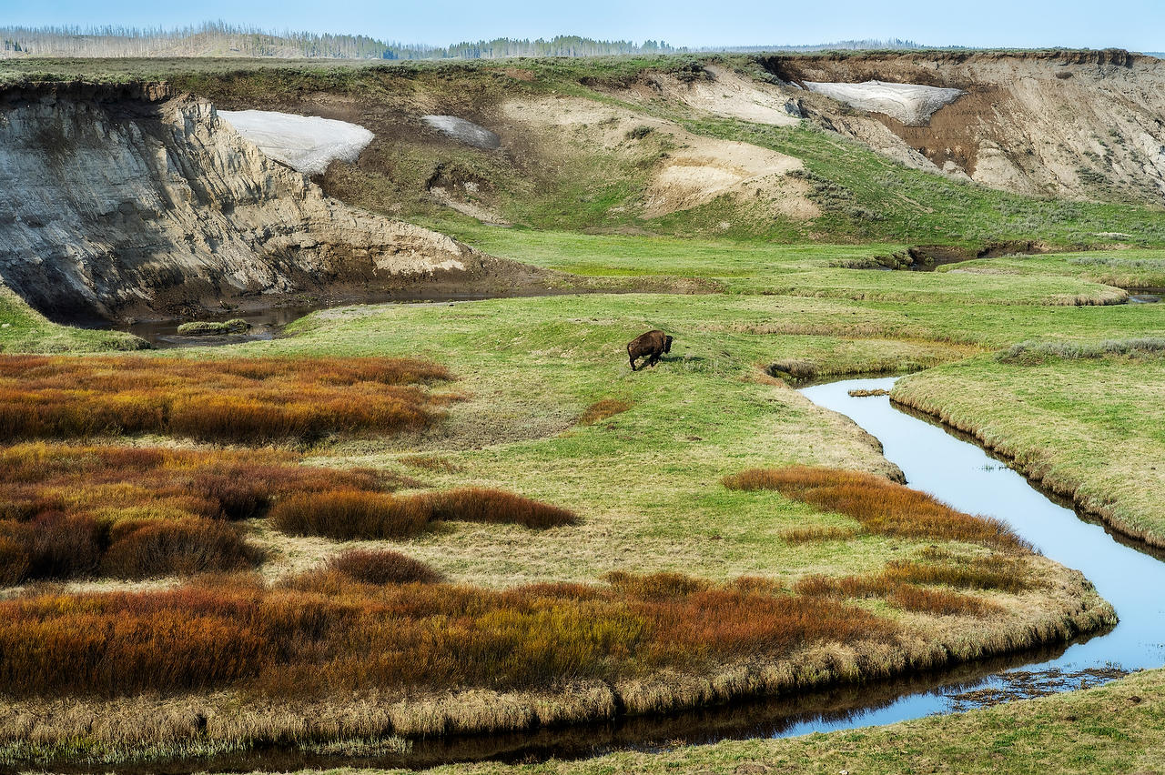Yellowstone Bison Roam 052725-381 : Wyoming : Will Dickey Florida Fine Art Nature and Wildlife Photography - Images of Florida's First Coast - Nature and Landscape Photographs of Jacksonville, St. Augustine, Florida nature preserves