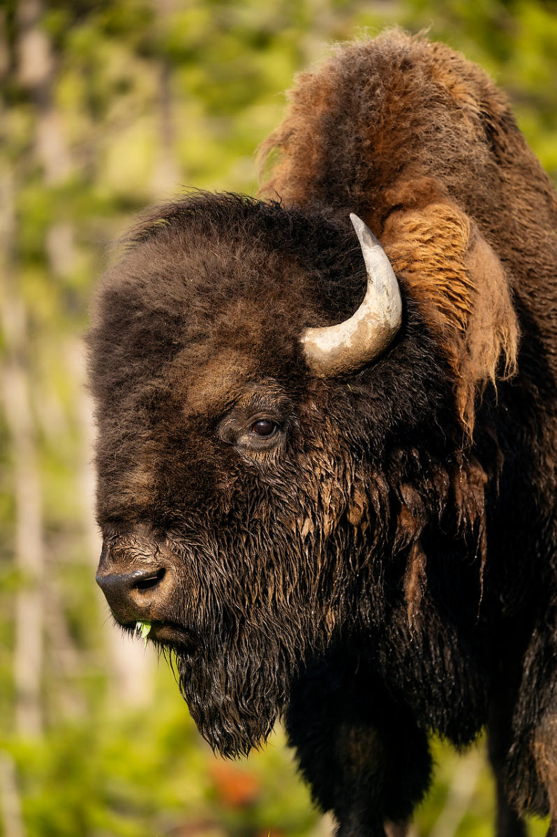 Yellowstone Spring Bison 052725-183 : Wyoming : Will Dickey Florida Fine Art Nature and Wildlife Photography - Images of Florida's First Coast - Nature and Landscape Photographs of Jacksonville, St. Augustine, Florida nature preserves