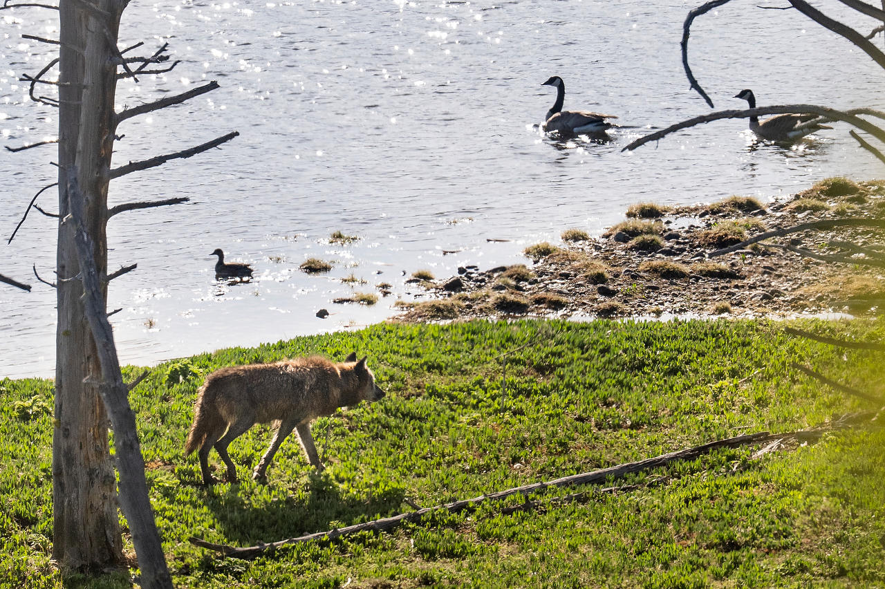 Yellowstone Wolf Stealing Goose Eggs 
052725-567 : Wyoming : Will Dickey Florida Fine Art Nature and Wildlife Photography - Images of Florida's First Coast - Nature and Landscape Photographs of Jacksonville, St. Augustine, Florida nature preserves