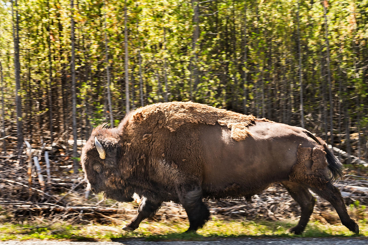 Yellowstone Running Bison 
052725-926 : Wyoming : Will Dickey Florida Fine Art Nature and Wildlife Photography - Images of Florida's First Coast - Nature and Landscape Photographs of Jacksonville, St. Augustine, Florida nature preserves