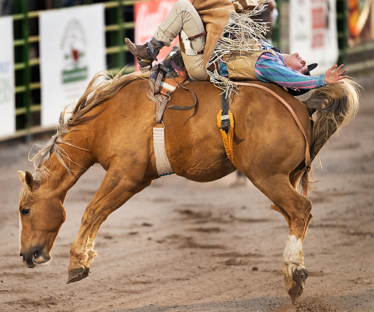 Bareback Bronc Rider 052425-1340 : Wyoming : Will Dickey Florida Fine Art Nature and Wildlife Photography - Images of Florida's First Coast - Nature and Landscape Photographs of Jacksonville, St. Augustine, Florida nature preserves