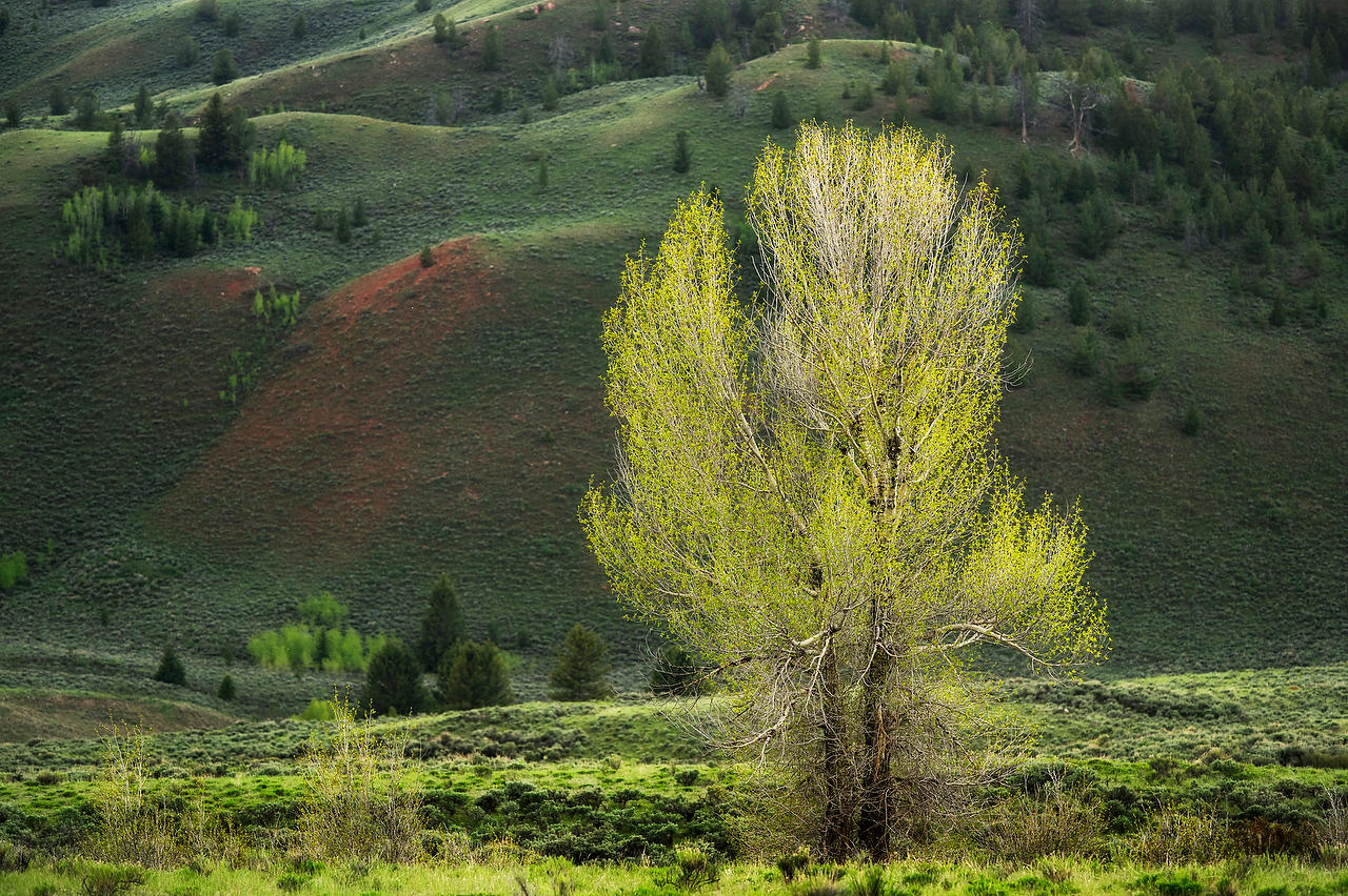 Gros Ventre Cottonwood 052825-1654 : Wyoming : Will Dickey Florida Fine Art Nature and Wildlife Photography - Images of Florida's First Coast - Nature and Landscape Photographs of Jacksonville, St. Augustine, Florida nature preserves