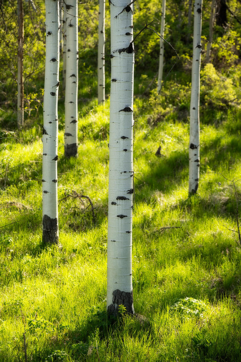 Shadow Mountain Aspens 052925-94 : Wyoming : Will Dickey Florida Fine Art Nature and Wildlife Photography - Images of Florida's First Coast - Nature and Landscape Photographs of Jacksonville, St. Augustine, Florida nature preserves