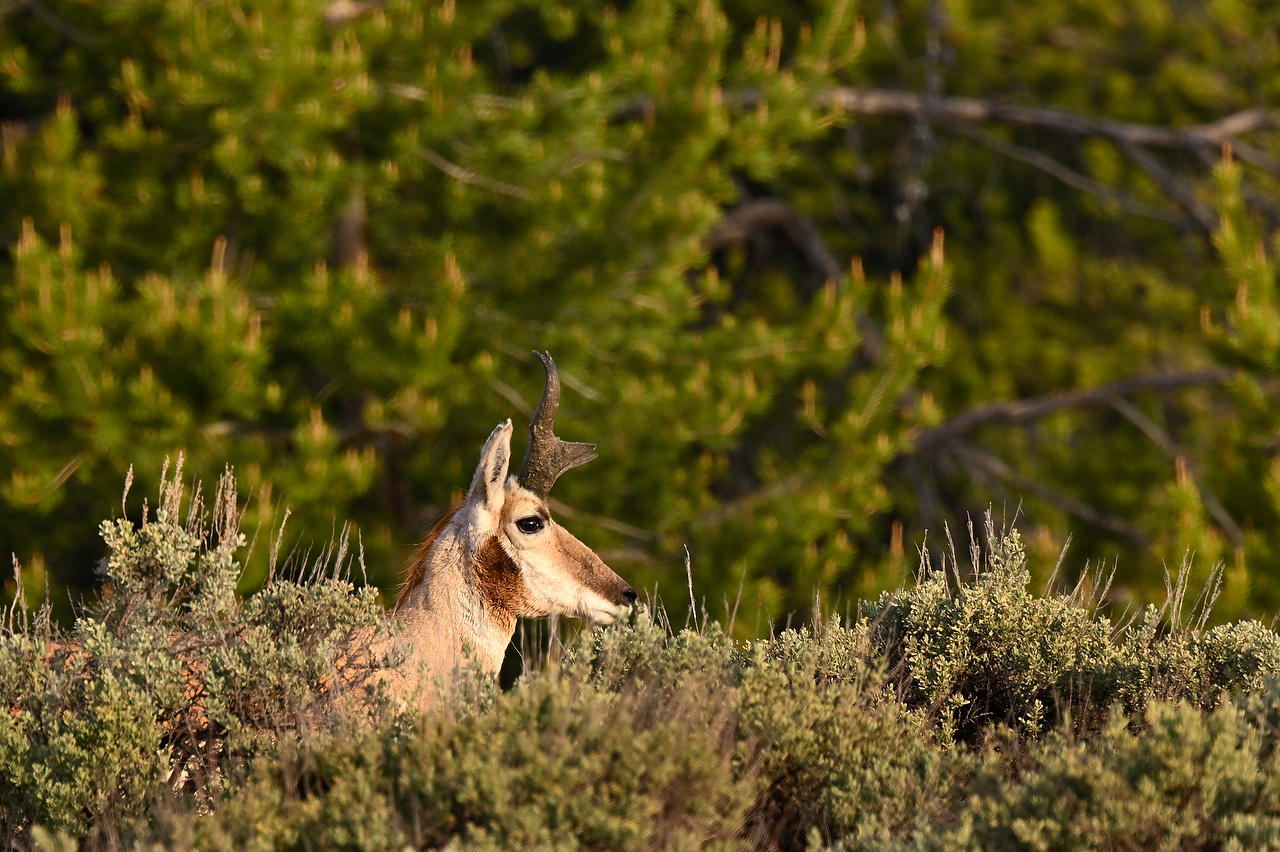 Teton Pronghorn 
052825-61 : Wyoming : Will Dickey Florida Fine Art Nature and Wildlife Photography - Images of Florida's First Coast - Nature and Landscape Photographs of Jacksonville, St. Augustine, Florida nature preserves