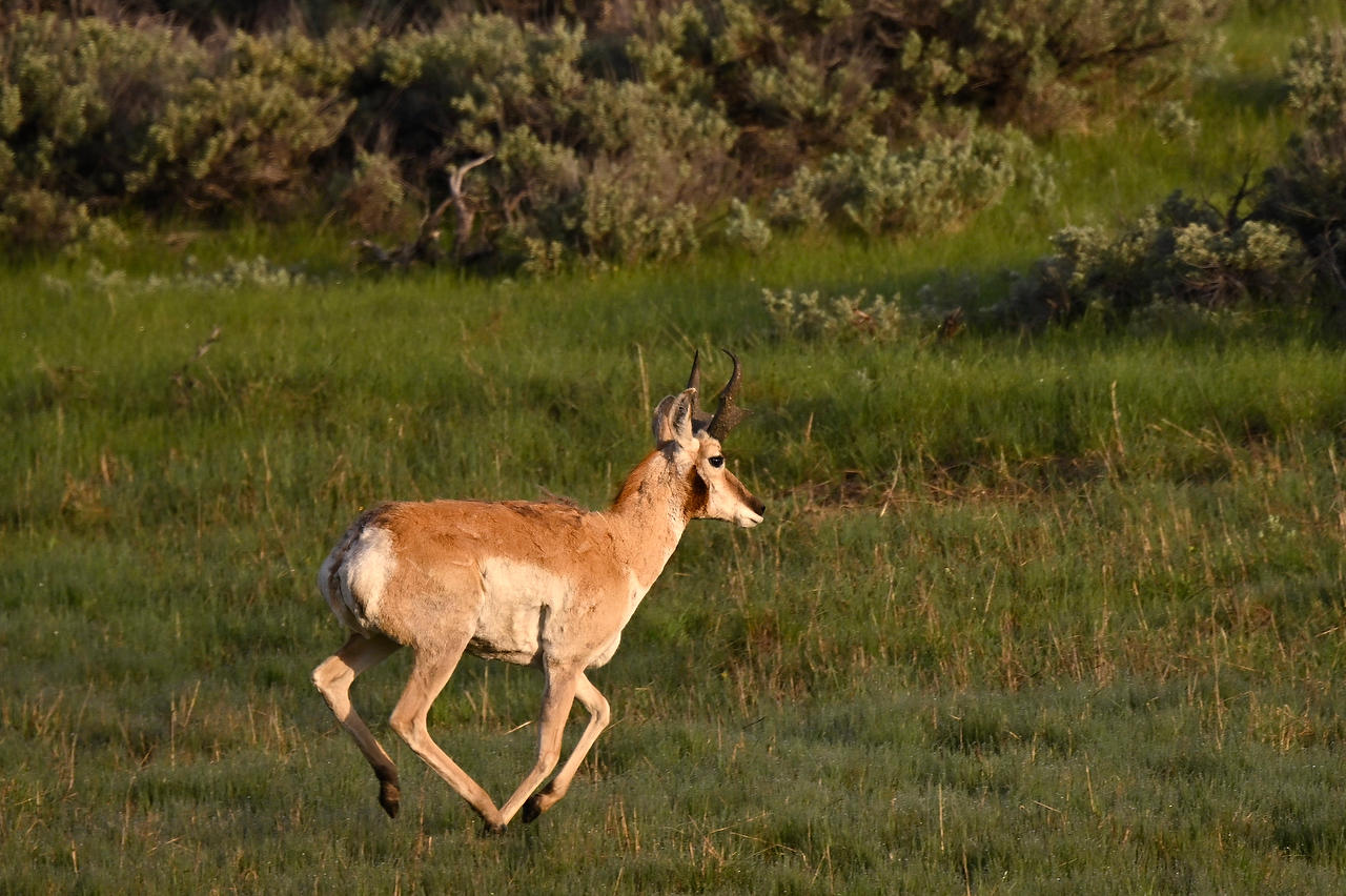 Teton Pronghorn 
052825-300 : Wyoming : Will Dickey Florida Fine Art Nature and Wildlife Photography - Images of Florida's First Coast - Nature and Landscape Photographs of Jacksonville, St. Augustine, Florida nature preserves