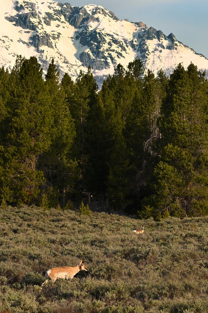 Teton Pronghorns 
052825-441 : Wyoming : Will Dickey Florida Fine Art Nature and Wildlife Photography - Images of Florida's First Coast - Nature and Landscape Photographs of Jacksonville, St. Augustine, Florida nature preserves