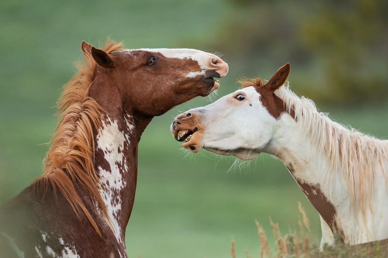 Wyoming Horse Play 
052825-1912 : Wyoming : Will Dickey Florida Fine Art Nature and Wildlife Photography - Images of Florida's First Coast - Nature and Landscape Photographs of Jacksonville, St. Augustine, Florida nature preserves