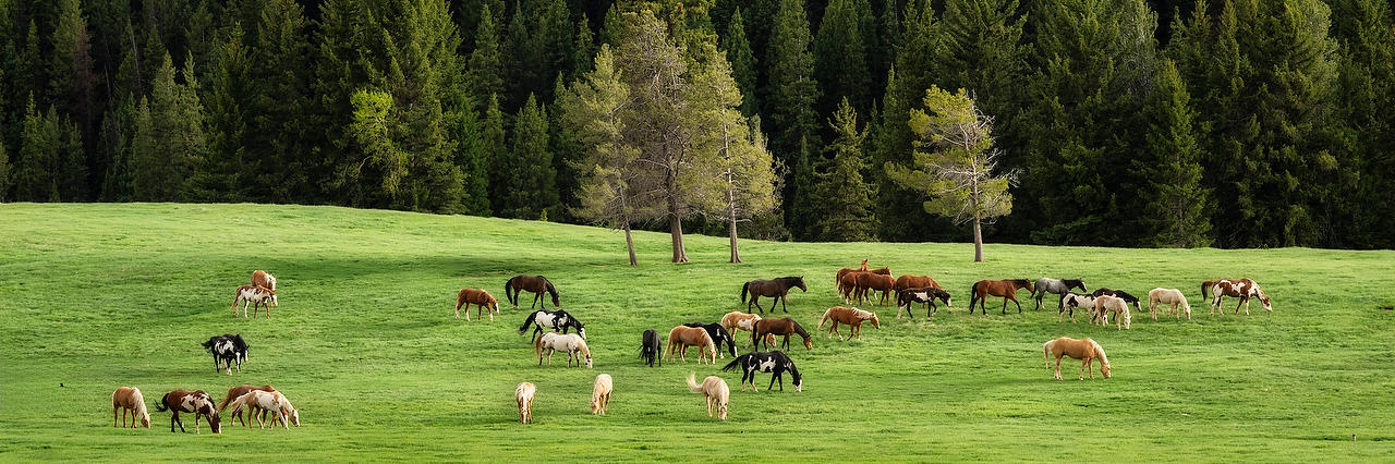 Wyoming Horses 
052825-1603P : Wyoming : Will Dickey Florida Fine Art Nature and Wildlife Photography - Images of Florida's First Coast - Nature and Landscape Photographs of Jacksonville, St. Augustine, Florida nature preserves