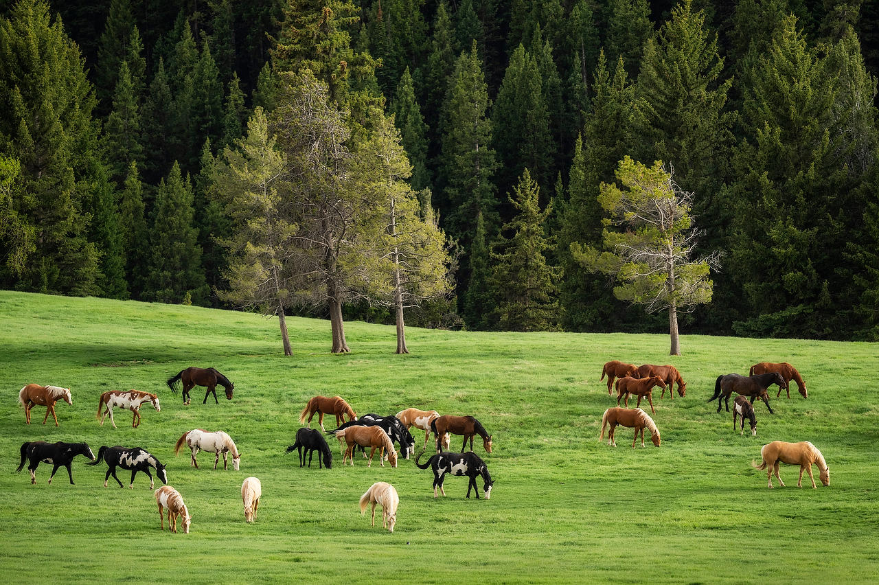 Wyoming Horses 
052825-1606 : Wyoming : Will Dickey Florida Fine Art Nature and Wildlife Photography - Images of Florida's First Coast - Nature and Landscape Photographs of Jacksonville, St. Augustine, Florida nature preserves