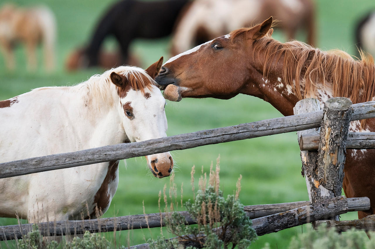 Wyoming Horse Whisperer 052825-1738 : Wyoming : Will Dickey Florida Fine Art Nature and Wildlife Photography - Images of Florida's First Coast - Nature and Landscape Photographs of Jacksonville, St. Augustine, Florida nature preserves
