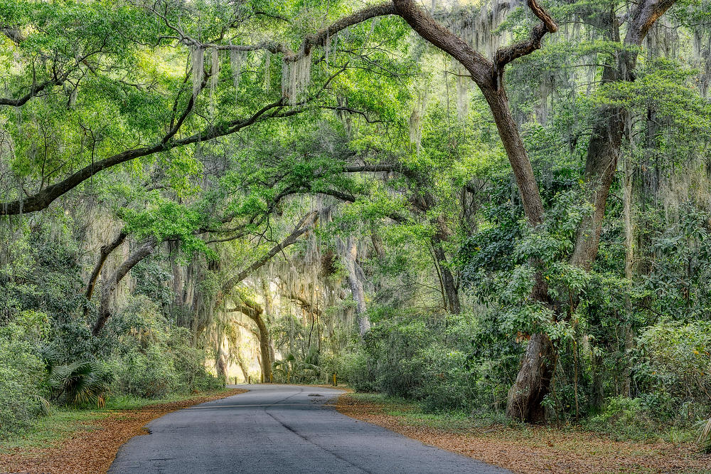 Jekyll Island Canopy Road 040625-229 : Waterways and Woods  : Will Dickey Florida Fine Art Nature and Wildlife Photography - Images of Florida's First Coast - Nature and Landscape Photographs of Jacksonville, St. Augustine, Florida nature preserves