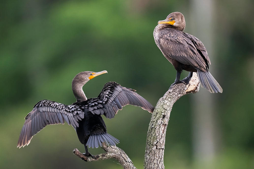 Cormorants 
042125-734 : Critters : Will Dickey Florida Fine Art Nature and Wildlife Photography - Images of Florida's First Coast - Nature and Landscape Photographs of Jacksonville, St. Augustine, Florida nature preserves