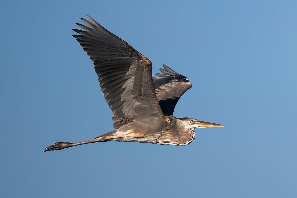 Great Blue Heron Flight 041425-338 : Critters : Will Dickey Florida Fine Art Nature and Wildlife Photography - Images of Florida's First Coast - Nature and Landscape Photographs of Jacksonville, St. Augustine, Florida nature preserves