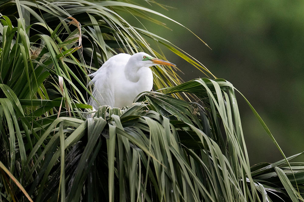 Great Egret 
042125-235 : Critters : Will Dickey Florida Fine Art Nature and Wildlife Photography - Images of Florida's First Coast - Nature and Landscape Photographs of Jacksonville, St. Augustine, Florida nature preserves