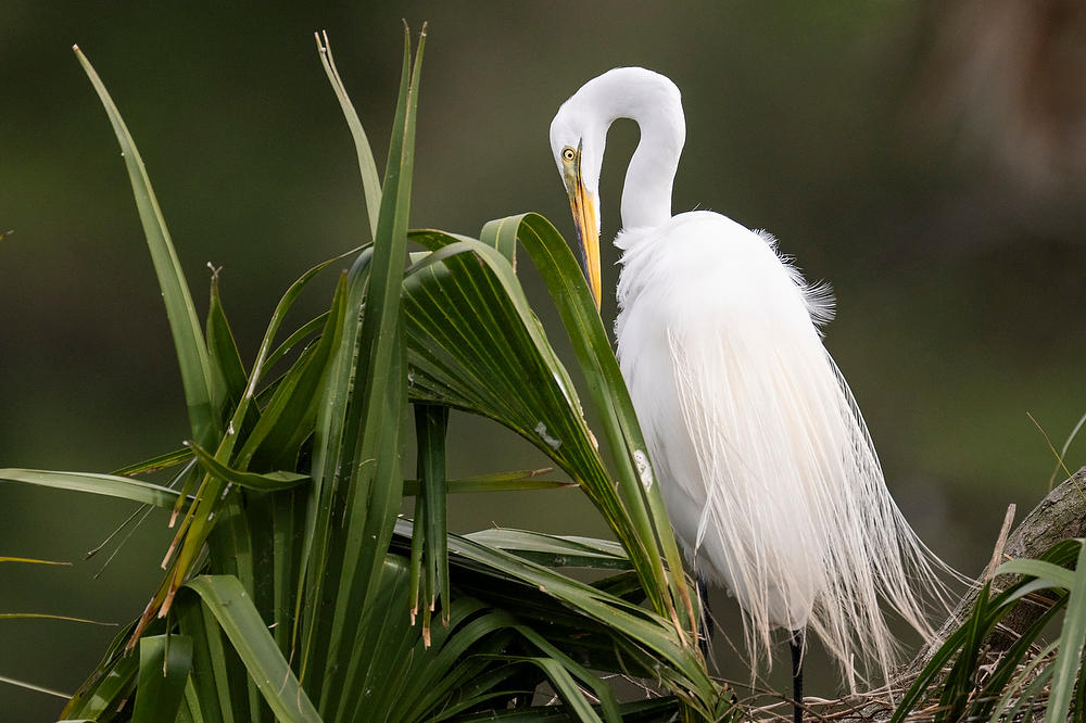 Great Egret 
042125-294 : Critters : Will Dickey Florida Fine Art Nature and Wildlife Photography - Images of Florida's First Coast - Nature and Landscape Photographs of Jacksonville, St. Augustine, Florida nature preserves