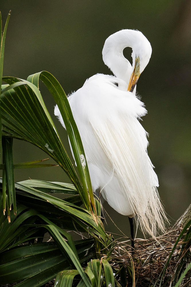 Great Egret 
042125-326 : Critters : Will Dickey Florida Fine Art Nature and Wildlife Photography - Images of Florida's First Coast - Nature and Landscape Photographs of Jacksonville, St. Augustine, Florida nature preserves