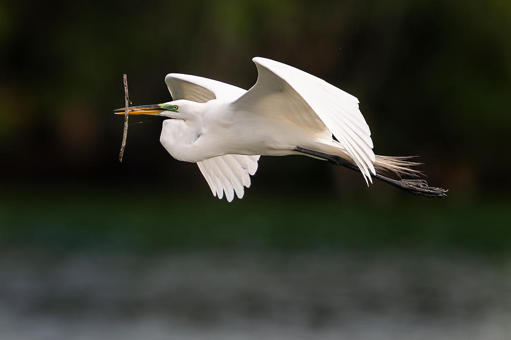 Great Egret 
042125-460 : Critters : Will Dickey Florida Fine Art Nature and Wildlife Photography - Images of Florida's First Coast - Nature and Landscape Photographs of Jacksonville, St. Augustine, Florida nature preserves