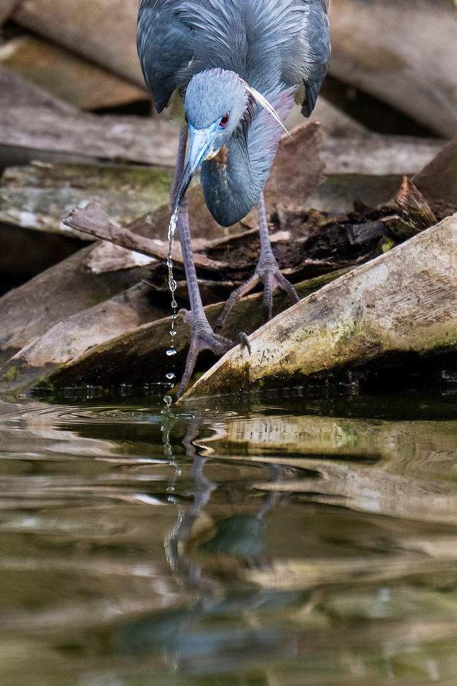 Tricolored Heron 
042125-83 : Critters : Will Dickey Florida Fine Art Nature and Wildlife Photography - Images of Florida's First Coast - Nature and Landscape Photographs of Jacksonville, St. Augustine, Florida nature preserves