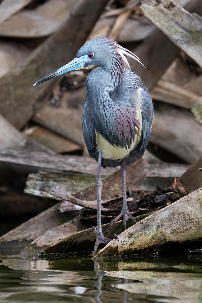Tricolored Heron 
42125-108 : Critters : Will Dickey Florida Fine Art Nature and Wildlife Photography - Images of Florida's First Coast - Nature and Landscape Photographs of Jacksonville, St. Augustine, Florida nature preserves