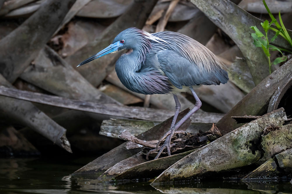 Tricolored Heron 
042125-119 : Critters : Will Dickey Florida Fine Art Nature and Wildlife Photography - Images of Florida's First Coast - Nature and Landscape Photographs of Jacksonville, St. Augustine, Florida nature preserves
