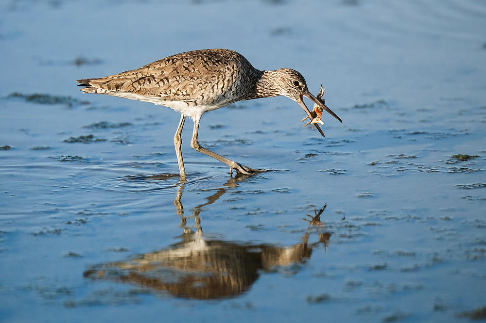 Willet With Fidler Crab 041425-208 : Critters : Will Dickey Florida Fine Art Nature and Wildlife Photography - Images of Florida's First Coast - Nature and Landscape Photographs of Jacksonville, St. Augustine, Florida nature preserves