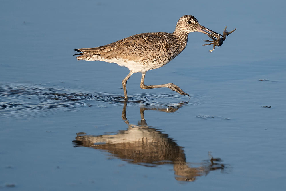 Willet With Fidler Crab 041425-490 : Critters : Will Dickey Florida Fine Art Nature and Wildlife Photography - Images of Florida's First Coast - Nature and Landscape Photographs of Jacksonville, St. Augustine, Florida nature preserves