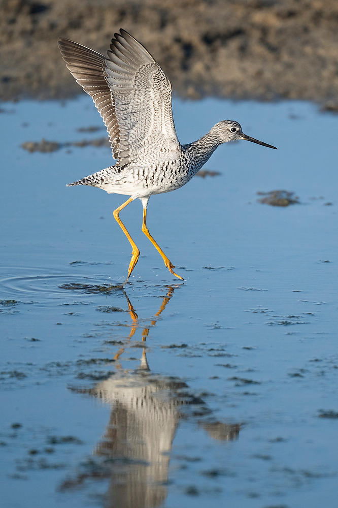 Yellowlegs 
041425-433 : Critters : Will Dickey Florida Fine Art Nature and Wildlife Photography - Images of Florida's First Coast - Nature and Landscape Photographs of Jacksonville, St. Augustine, Florida nature preserves