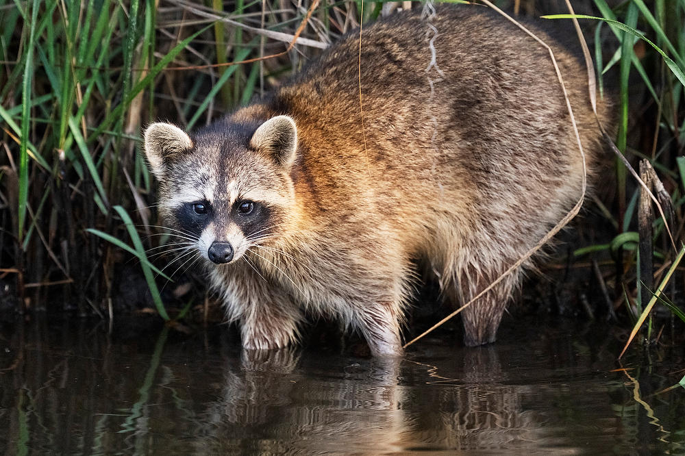 Racoon Dutton Island 
042525-143 : Critters : Will Dickey Florida Fine Art Nature and Wildlife Photography - Images of Florida's First Coast - Nature and Landscape Photographs of Jacksonville, St. Augustine, Florida nature preserves