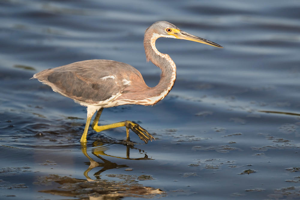 Tricolored Heron 
041425-19 : Critters : Will Dickey Florida Fine Art Nature and Wildlife Photography - Images of Florida's First Coast - Nature and Landscape Photographs of Jacksonville, St. Augustine, Florida nature preserves