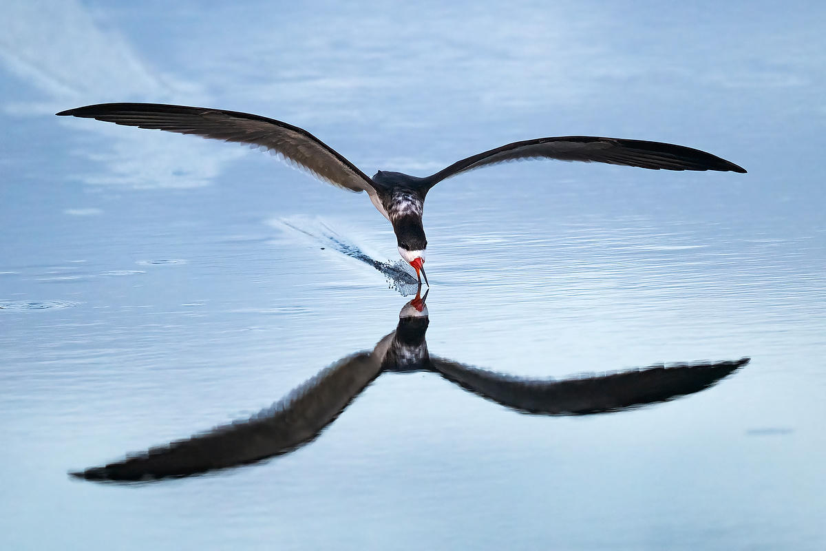 Black Skimmer 
021726-2287 : Critters : Will Dickey Florida Fine Art Nature and Wildlife Photography - Images of Florida's First Coast - Nature and Landscape Photographs of Jacksonville, St. Augustine, Florida nature preserves
