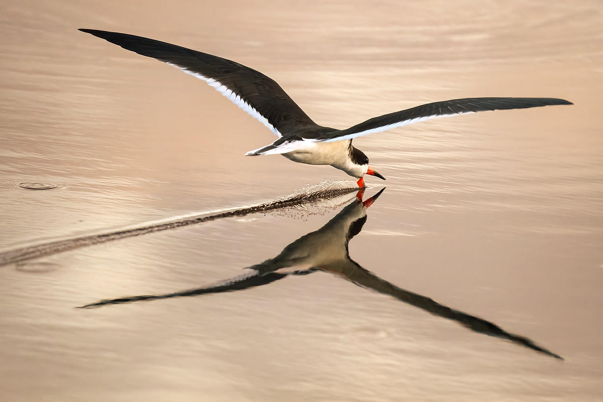Black Skimmer 
021726-2331 : Critters : Will Dickey Florida Fine Art Nature and Wildlife Photography - Images of Florida's First Coast - Nature and Landscape Photographs of Jacksonville, St. Augustine, Florida nature preserves