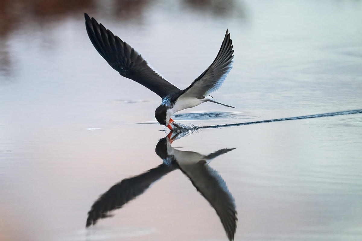 Black Skimmer 
021726-2420 : Critters : Will Dickey Florida Fine Art Nature and Wildlife Photography - Images of Florida's First Coast - Nature and Landscape Photographs of Jacksonville, St. Augustine, Florida nature preserves
