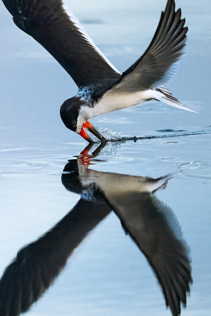 Black Skimmer 
021726-2439 : Critters : Will Dickey Florida Fine Art Nature and Wildlife Photography - Images of Florida's First Coast - Nature and Landscape Photographs of Jacksonville, St. Augustine, Florida nature preserves