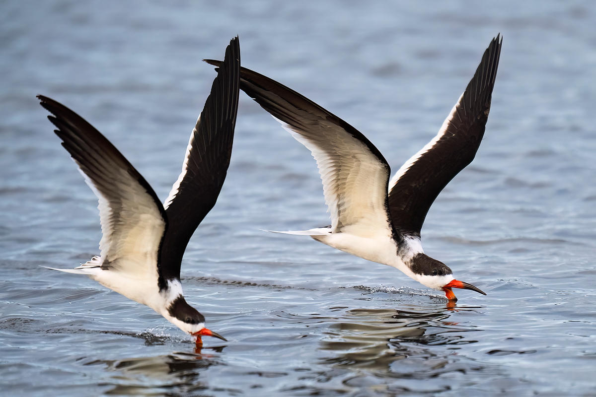 Black Skimmers 
021726-1600 : Critters : Will Dickey Florida Fine Art Nature and Wildlife Photography - Images of Florida's First Coast - Nature and Landscape Photographs of Jacksonville, St. Augustine, Florida nature preserves