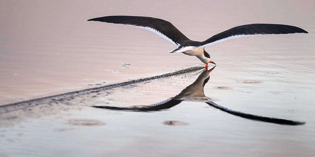 Black Skimmer 
021726-2342P : Critters : Will Dickey Florida Fine Art Nature and Wildlife Photography - Images of Florida's First Coast - Nature and Landscape Photographs of Jacksonville, St. Augustine, Florida nature preserves