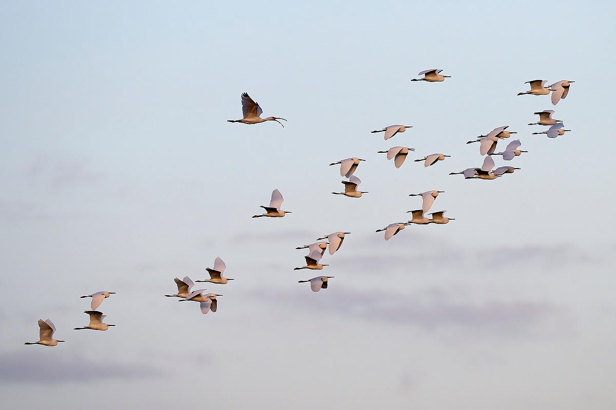 Odd Ibis 
021726-2261 : Critters : Will Dickey Florida Fine Art Nature and Wildlife Photography - Images of Florida's First Coast - Nature and Landscape Photographs of Jacksonville, St. Augustine, Florida nature preserves