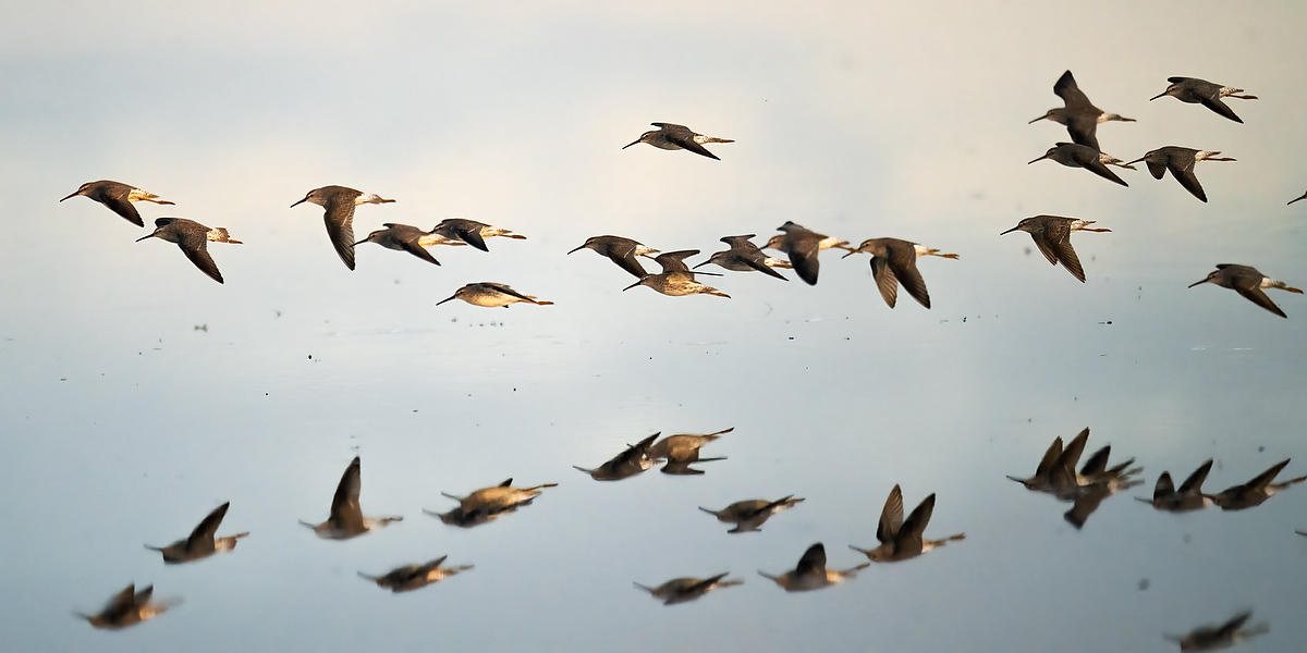 Sandpipers 
021726P-2513P : Critters : Will Dickey Florida Fine Art Nature and Wildlife Photography - Images of Florida's First Coast - Nature and Landscape Photographs of Jacksonville, St. Augustine, Florida nature preserves