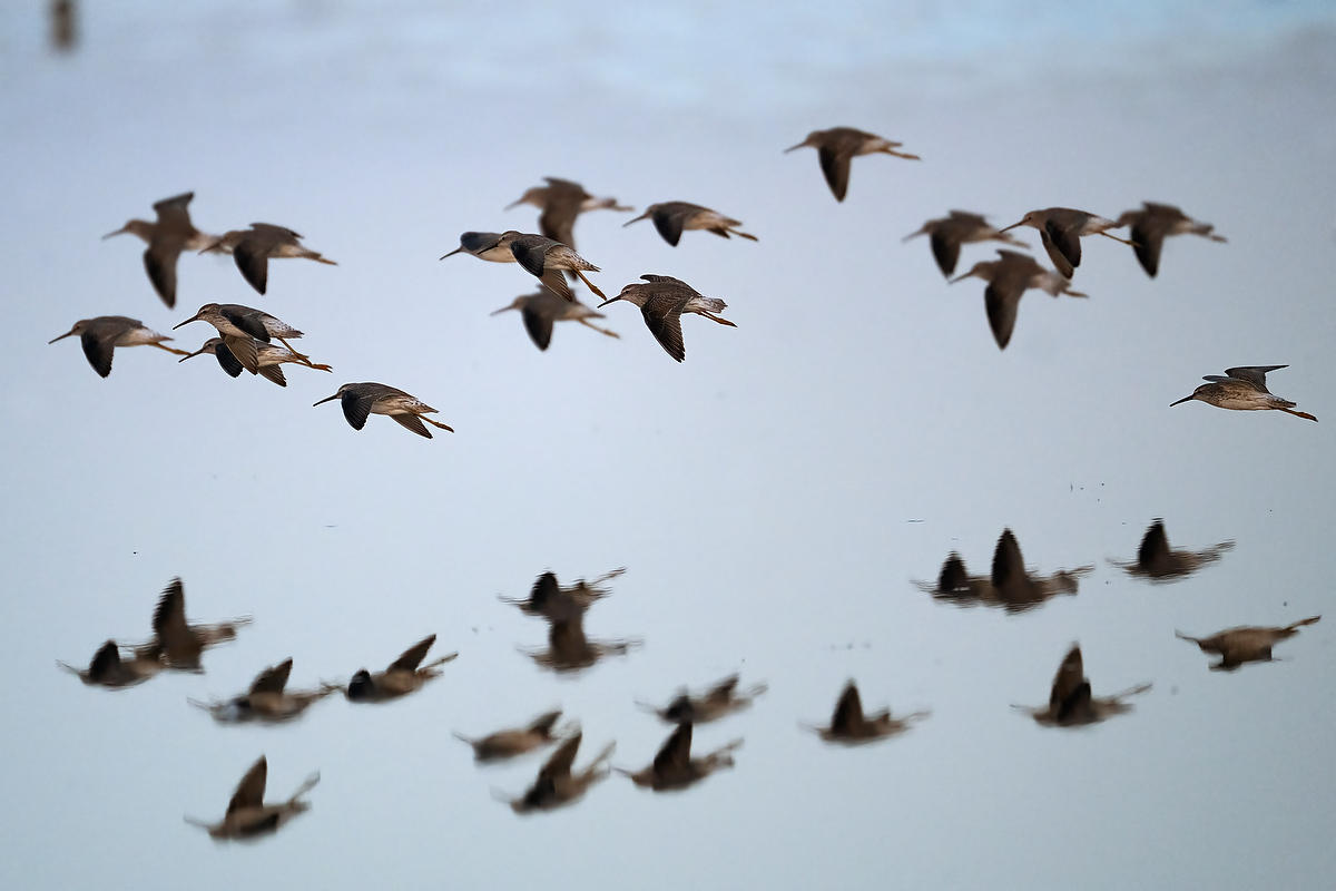 Sandpipers 
021726-2553 : Critters : Will Dickey Florida Fine Art Nature and Wildlife Photography - Images of Florida's First Coast - Nature and Landscape Photographs of Jacksonville, St. Augustine, Florida nature preserves