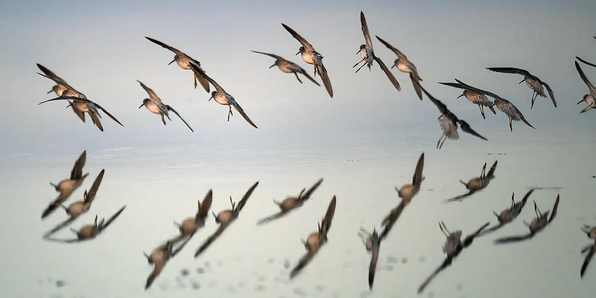Sandpipers 
021726-2582P : Critters : Will Dickey Florida Fine Art Nature and Wildlife Photography - Images of Florida's First Coast - Nature and Landscape Photographs of Jacksonville, St. Augustine, Florida nature preserves